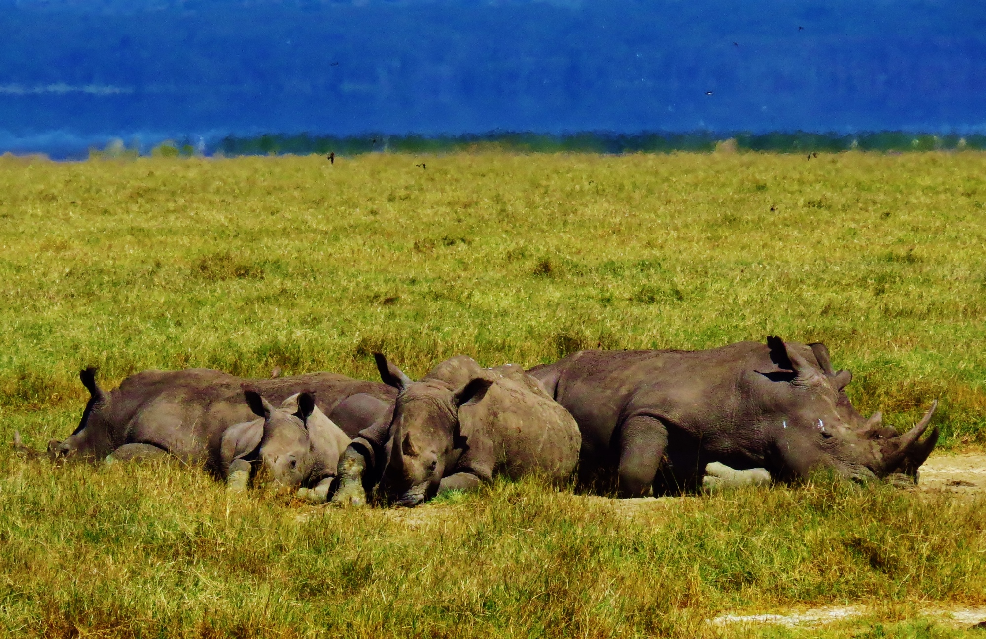 Group Of Rhinos 106