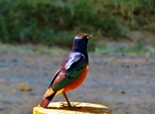 Hildebrandt's Starling keyna nakuru birdwatching