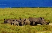 A group of Rhinos enjoying an afternoon siesta