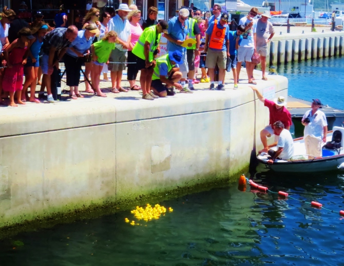 rubber duck racing, Knysna waterfront, quirky traditions