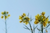 Yellow mustard blossoms and my experiment with focusing and macro together.