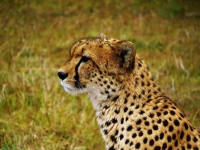 Cheetah at Masai Mara, Kenya. Shot taken Safari trip.