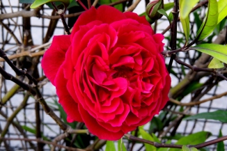 A gorgeous bush rose along the garden's fencing